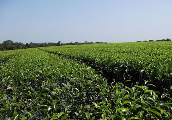 Plantação de chá na Fazenda Amaya.