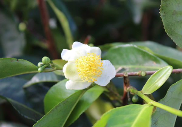 Planta do Chá (Camellia sinensis) em flor.