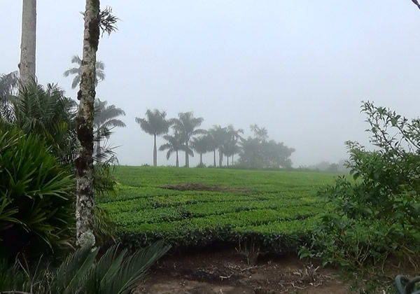 Névoa na plantação de chá