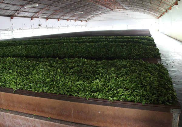 Processo de fabricação do chá na fazenda.